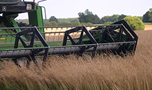 Global pressures keep grass and clover prices high 
